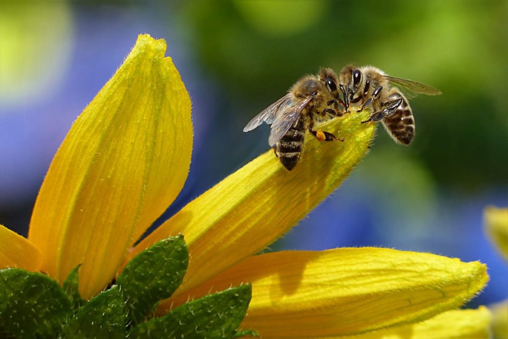 Abeilles