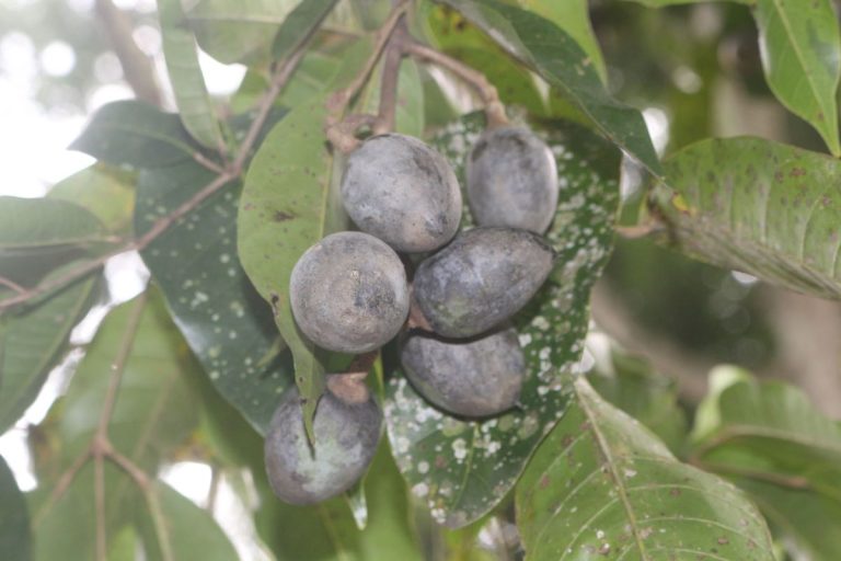 Fruits à coque séchés Canarium indicum L.