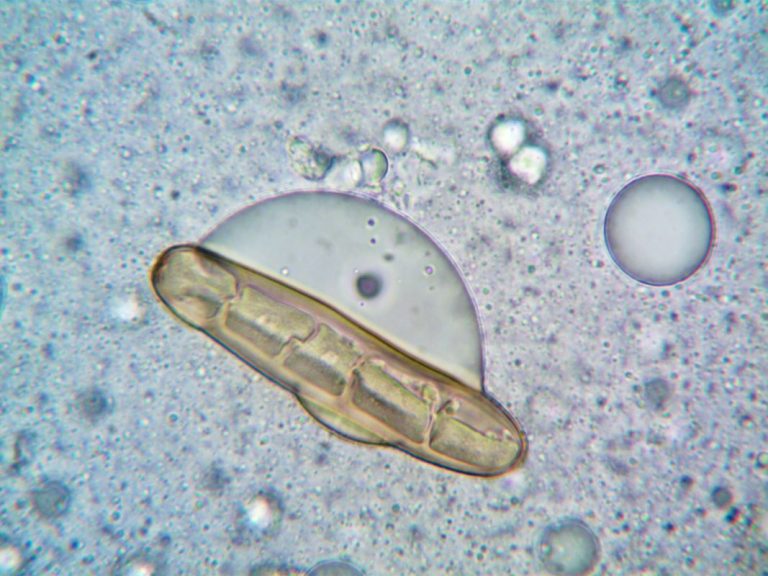 Organismes obtenus par mutagénèse