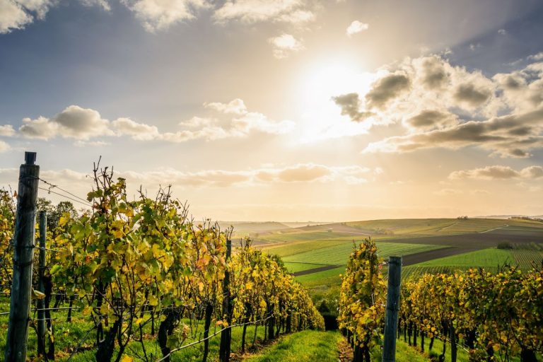 Vins de Bordeaux