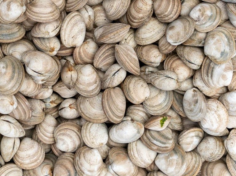 Mollusques bivalves