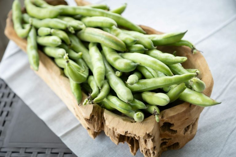 Haricot vert Phaseolus vulgaris