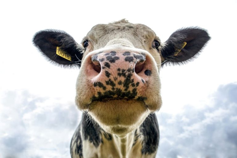 Hygiène des denrées animales, abattoirs, carcasses, produits de la pêche, lait, oeufs