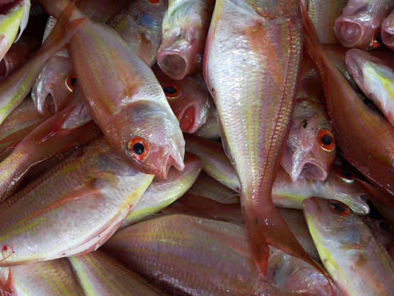 Produits de la pêche superchillés