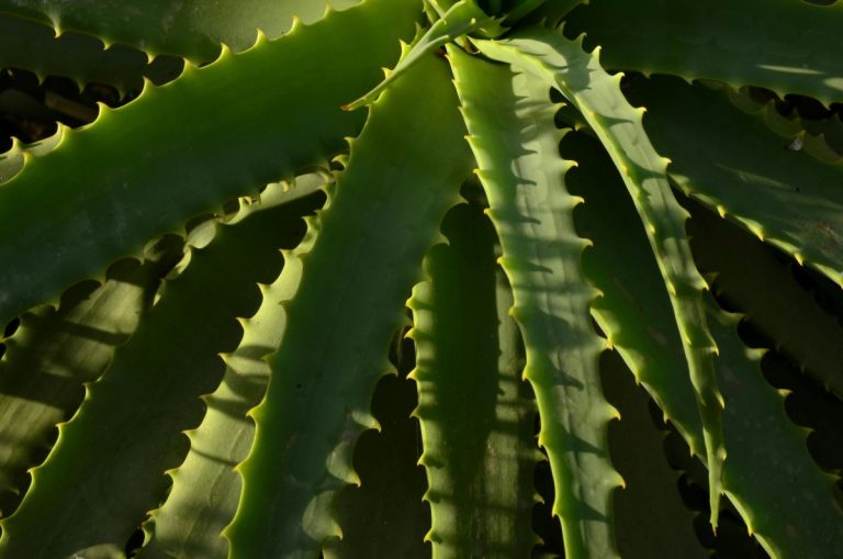 Aloe contenant des dérivés HAD
