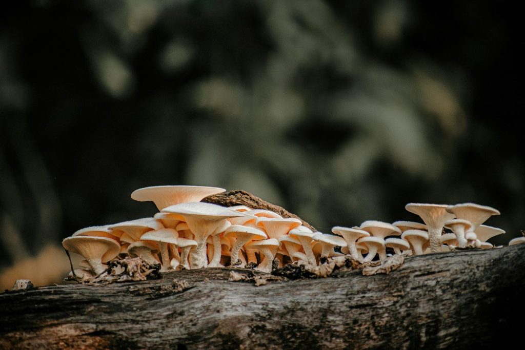 Mycelium