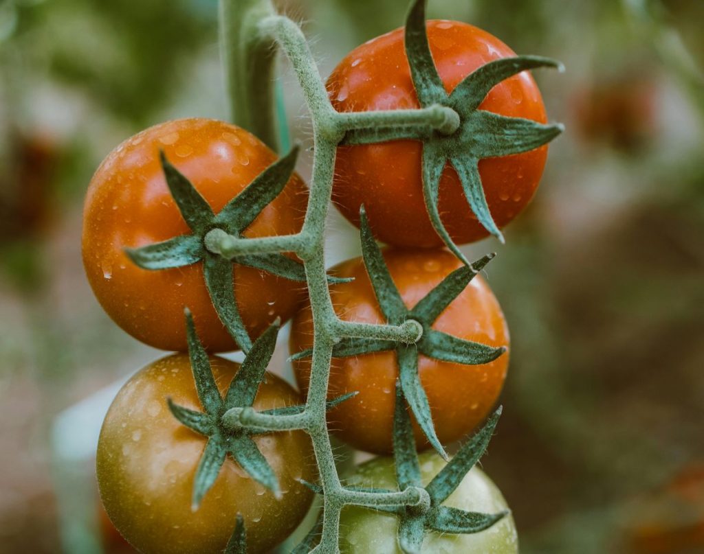 Tomates cerises produites au Sahara occidental