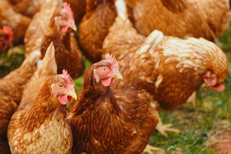 Elevage de poules - Risque de salmonellose