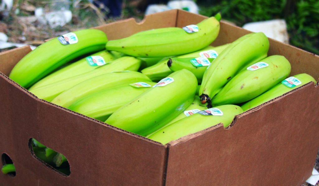 Etiquettes sur les fruits et légumes
