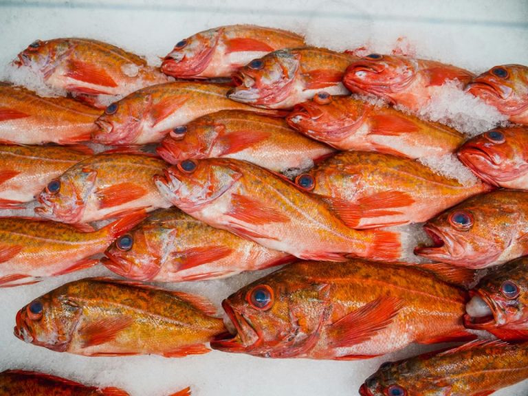 Température des produits de la pêche