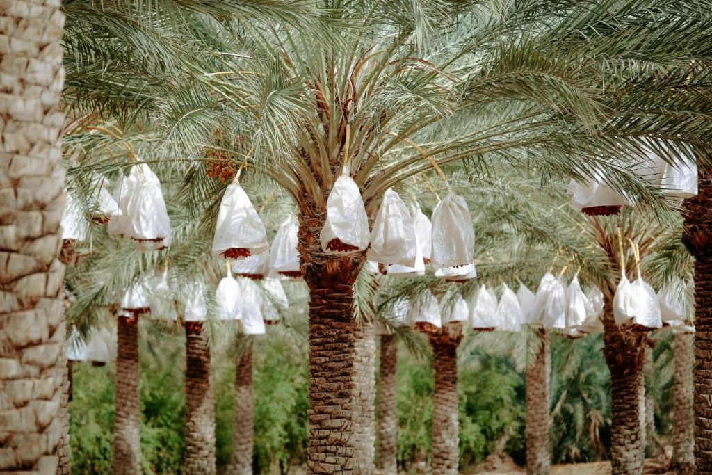 Dattes originaires du Sahara occidental