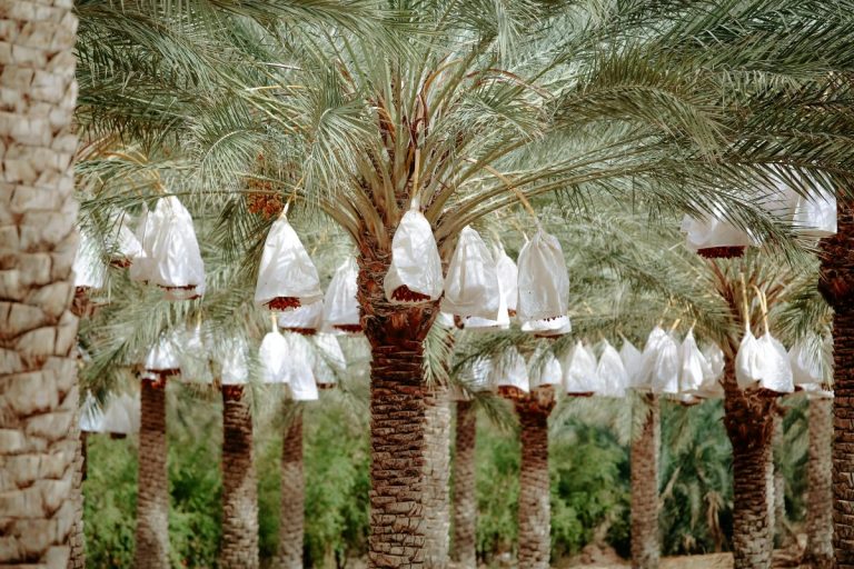 Dattes originaires du Sahara occidental